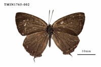 藏品(阿里山鐵灰蝶)的圖片